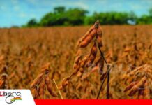 Anapo califica de inviable el Decreto 5676 y advierte riesgo para la campaña agrícola y pequeños productores El impacto del precio del diésel caerá sobre los precios de los alimentos/ Foto: Internet