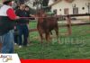 Un sueño que nació en Brasil y hoy toma forma en los campos de Bolivia Sindi, la genética que quiere cambiar la forma de producir carne/ Foto: Publiagro