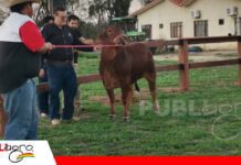 Un sueño que nació en Brasil y hoy toma forma en los campos de Bolivia Sindi, la genética que quiere cambiar la forma de producir carne/ Foto: Publiagro