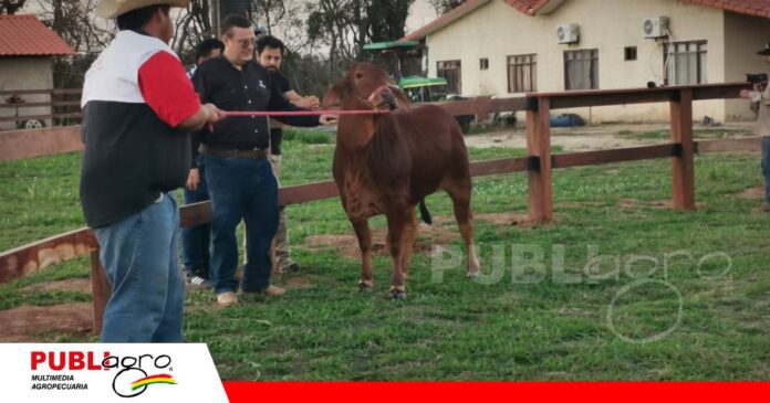 Sindi, la genética que quiere cambiar la forma de producir carne/ Foto: Publiagro