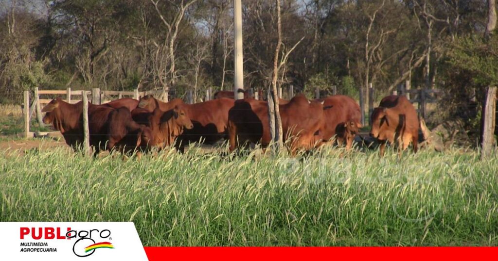 La apuesta por el Sindi para una ganadería más eficiente/ Foto: Publiagro
