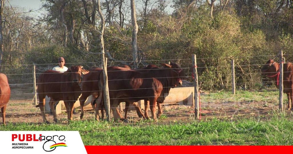Animales de alta fertilidad, eficiencia alimentaria y buen rendimiento de carcasa