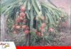 La pitahaya encuentra en Mairana un nuevo territorio productivo Pitahaya, la fruta que empieza a echar raíces en Mairana/Foto: Carlos Lazarte