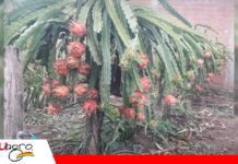 La pitahaya encuentra en Mairana un nuevo territorio productivo Pitahaya, la fruta que empieza a echar raíces en Mairana/Foto: Carlos Lazarte