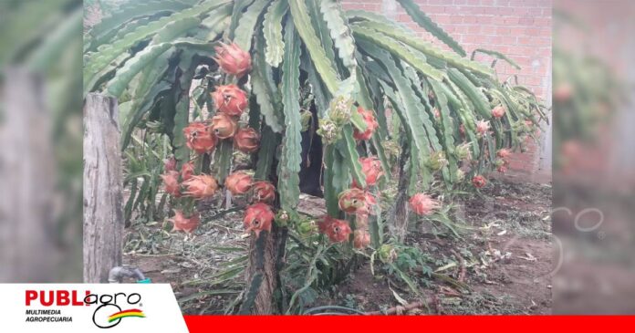 Pitahaya, la fruta que empieza a echar raíces en Mairana/Foto: Carlos Lazarte