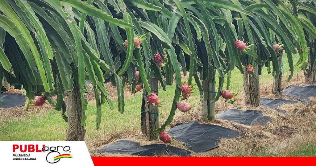 La pitahaya conquista los Valles Cruceños/ Foto: Internet