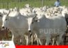 Productores de Ballivián buscan consolidar una cadena cárnica con miras a la exportación La ganadería en Ballivián está en crecimiento/ Foto: Internet