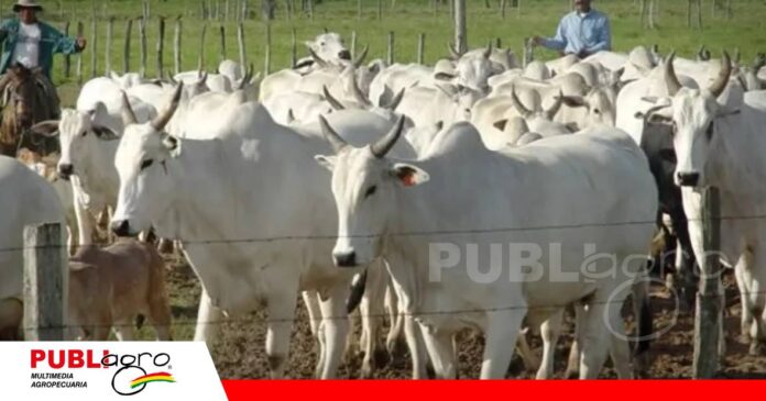 La ganadería en Ballivián está en crecimiento/ Foto: Internet