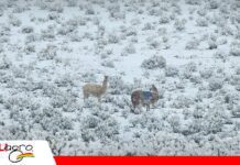 Productores de Enrique Baldivieso claman ayuda ante la nevada La nieve deja sin alimento a los camélidos de Potosí/ Foto: Radio Salar