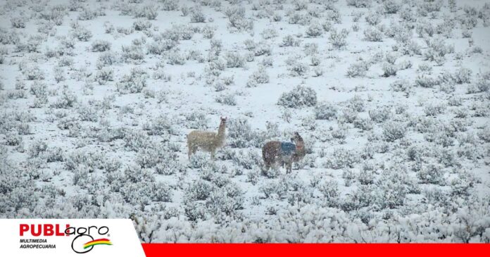 La nieve deja sin alimento a los camélidos de Potosí/ Foto: Radio Salar