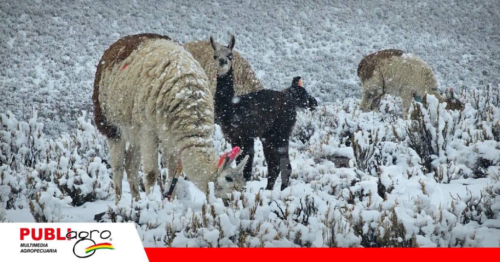 Nevadas golpean a camélidos en Enrique Baldivieso/ Foto: Radio Salar