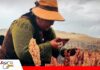 Alborada BPP, la nueva quinua que busca conquistar valles y llanos Nueva variedad de quinua abre oportunidades/ Foto: PROINPA