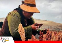 Alborada BPP, la nueva quinua que busca conquistar valles y llanos Nueva variedad de quinua abre oportunidades/ Foto: PROINPA