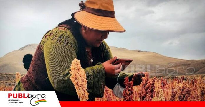 Nueva variedad de quinua abre oportunidades/ Foto: PROINPA