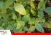 Antracnosis: la enfermedad que debilita la planta y amenaza el rendimiento en soya Antracnosis reduce la capacidad fotosintética de los cultivos/ Foto: Internet