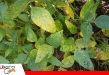 Antracnosis: la enfermedad que debilita la planta y amenaza el rendimiento en soya Antracnosis reduce la capacidad fotosintética de los cultivos/ Foto: Internet