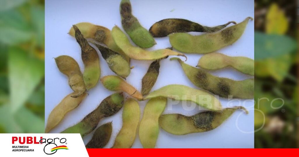 Dañan los tejidos foliares, debilita la planta y disminuye la productividad/ Foto: Internet