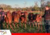 Sindi El Shofar llevará 11 ejemplares élite a Expocruz 2026 La raza Sindi gana fuerza y se prepara para Expocruz/ Foto: Publiagro