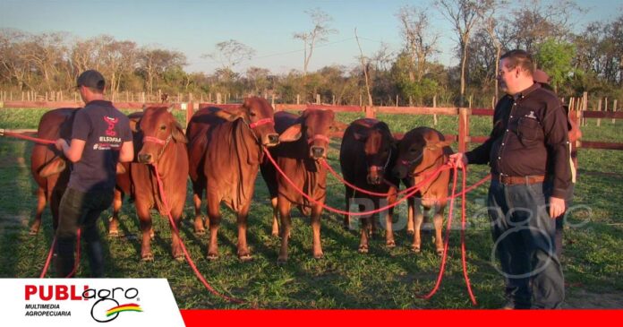 FOTO NOTAS WEB - 2026-08-20T093406.097 La raza Sindi gana fuerza y se prepara para Expocruz/ Foto: Publiagro