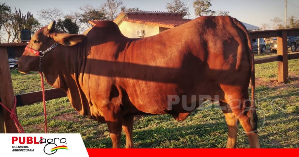 FOTO NOTAS WEB - 2026-08-20T093424.913 Sindi El Shofar es de las cabañas pioneras en la raza/ Foto: Publiagro