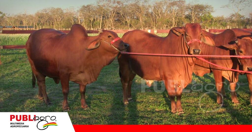 FOTO NOTAS WEB - 2026-08-20T093438.274 La cabaña apuesta por hembras jóvenes para Expocruz/ Foto: Publiagro