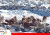 Cochabamba: Nevada deja 916 camélidos muertos en 26 comunidades; Alcaldía de Cotapata prepara declaratoria de emergencia Las fuertes nevadas aisló a los animales dejándolos sin comida Foto: El Potosí