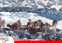 Cochabamba: Nevada deja 916 camélidos muertos en 26 comunidades; Alcaldía de Cotapata prepara declaratoria de emergencia Las fuertes nevadas aisló a los animales dejándolos sin comida Foto: El Potosí