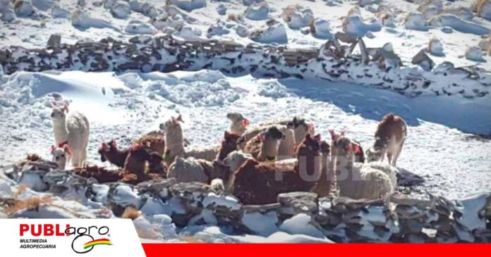 Las fuertes nevadas aisló a los animales dejándolos sin comida Foto: El Potosí