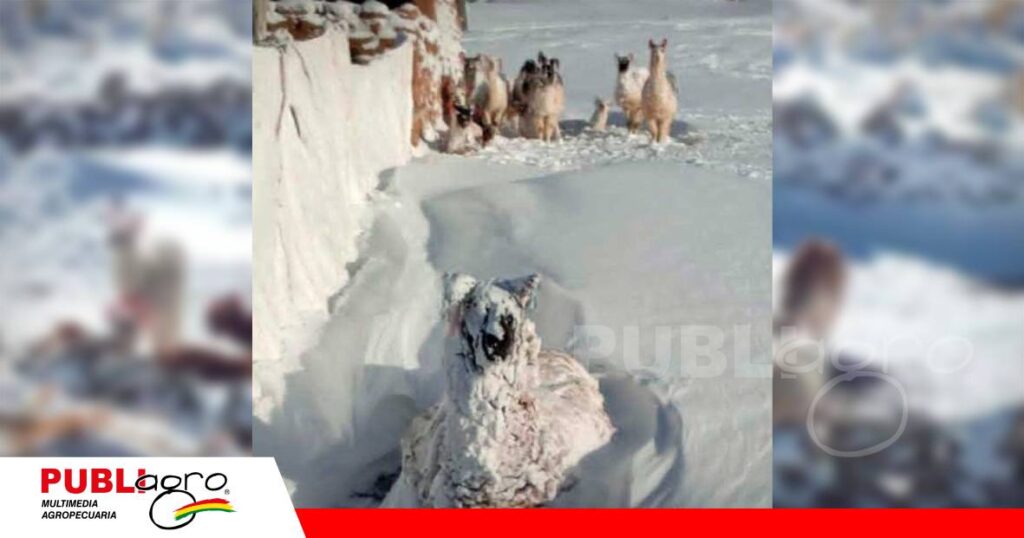 La muerte de cada animal es una pérdida grande para el productor Foto: El Potosí