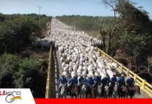 Mercosur se disputa el reparto de la cuota de carne que abre la puerta a la Unión Europea El ganado de Brasil puede tener otra fuente de exportación Foto: Agroinforme