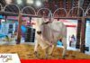 La genética productiva toma fuerza en el Beni El Beni apuesta por genética para fortalecer su ganadería/ Foto: Publiagro
