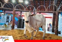 La genética productiva toma fuerza en el Beni El Beni apuesta por genética para fortalecer su ganadería/ Foto: Publiagro