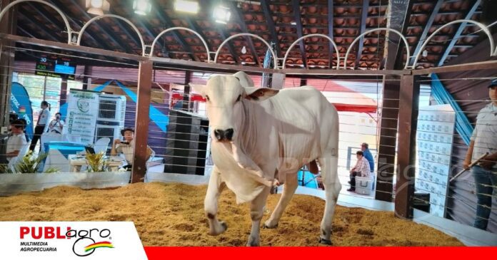 El Beni apuesta por genética para fortalecer su ganadería/ Foto: Publiagro