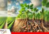 El nitrógeno: el motor invisible de la productividad agrícola La ruta del nitrógeno, de la atmósfera a las raíces/ Foto: Agrozapiens