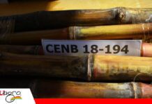 Cenaca acelera la innovación para transformar la producción de caña 18-194: la nueva apuesta del Cenaca para la zafra intermedia/ Foto: Publiagro