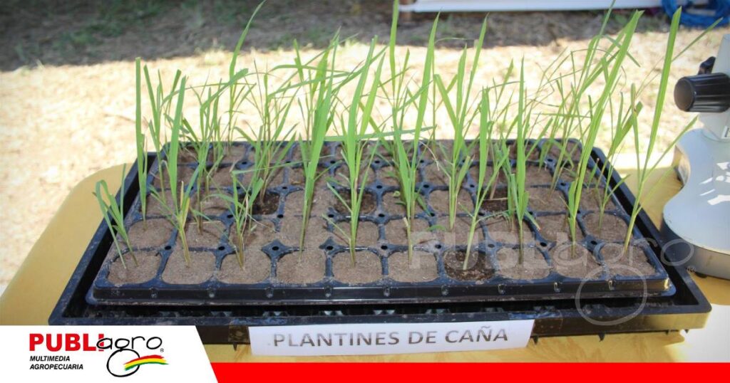 FOTO NOTAS WEB - 2026-08-29T111421.486 Cenaca libera nueva variedad de caña con hasta 16,5% de sacarosa/ Foto: Publigro