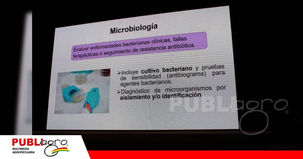 FOTO NOTAS WEB - 2026-08-29T120343.727 Diagnóstico sanitario avícola exige pruebas de laboratorio/ Foto: Publiagro