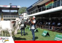 La Comisión Brahman tendrá su propia casa en Expocruz 2026 Los Brahman tendrán su casa para recibirlos en Expocruz/ Foto: Publiagro