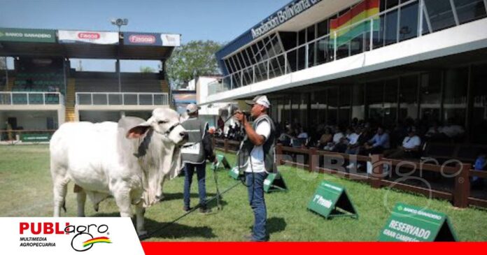 Los Brahman tendrán su casa para recibirlos en Expocruz/ Foto: Publiagro