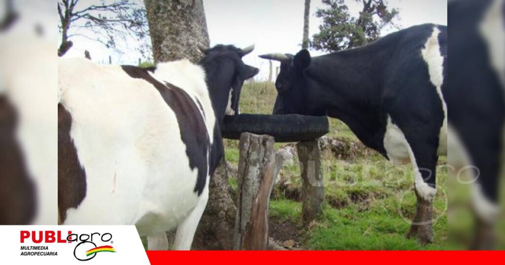 FOTO NOTAS WEB (21) La estrategia debe aplicar tanto para ganado de leche como de corte/ Foto: Internet