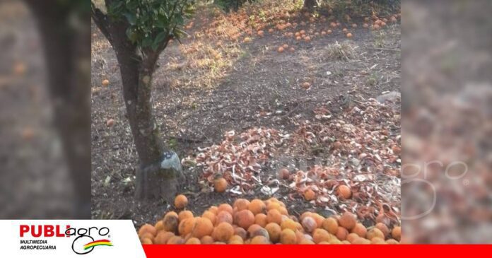 Toda la fruta quedó en suelo, sin poderse vender/ Foto: Modesta Villalba