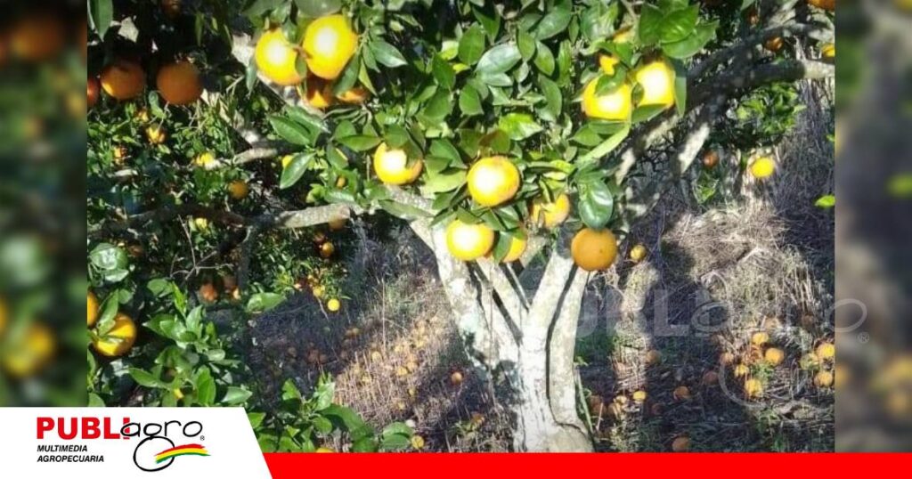 Toda la cosecha prácticamente perdida/ Foto: Modesta Villalba