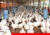 Comercializadores presionan por una baja del pollo mientras avicultores defienden sus costos Avicultores prevén una baja del precio del pollo, pero alertan sobre otra posible subida/Foto: Internet