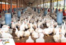Comercializadores presionan por una baja del pollo mientras avicultores defienden sus costos Avicultores prevén una baja del precio del pollo, pero alertan sobre otra posible subida/Foto: Internet