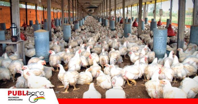 FOTO NOTAS WEB (24) Avicultores prevén una baja del precio del pollo, pero alertan sobre otra posible subida/Foto: Internet