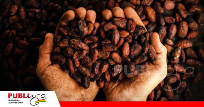 Encuentro del Cacao silvestre fue postergado hasta nuevo aviso/ Foto: Internet