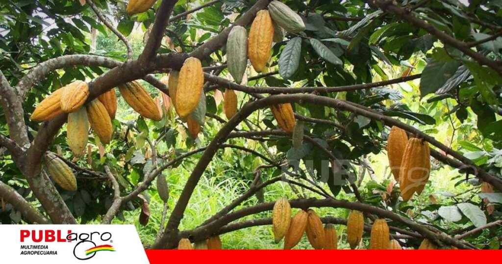 El cacao silvestre boliviano ha sido reconocido por instituciones internacionales/ Foto: Internet