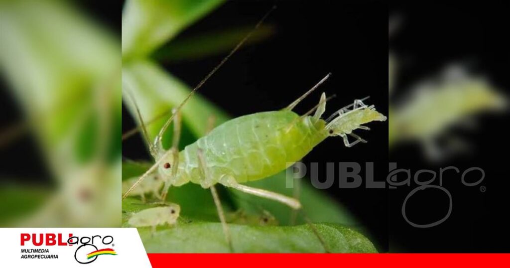 FOTO NOTAS WEB (30) Pulgones, una plaga que puede multiplicarse sin necesidad de fecundación/ Foto: Internet