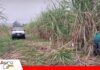 Tarija: Productores de caña sueñan con instalar su propia agroindustria Sector cañero de Tarija quiere ampliar su producción: Foto: Internet