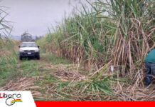 Tarija: Productores de caña sueñan con instalar su propia agroindustria Sector cañero de Tarija quiere ampliar su producción: Foto: Internet
